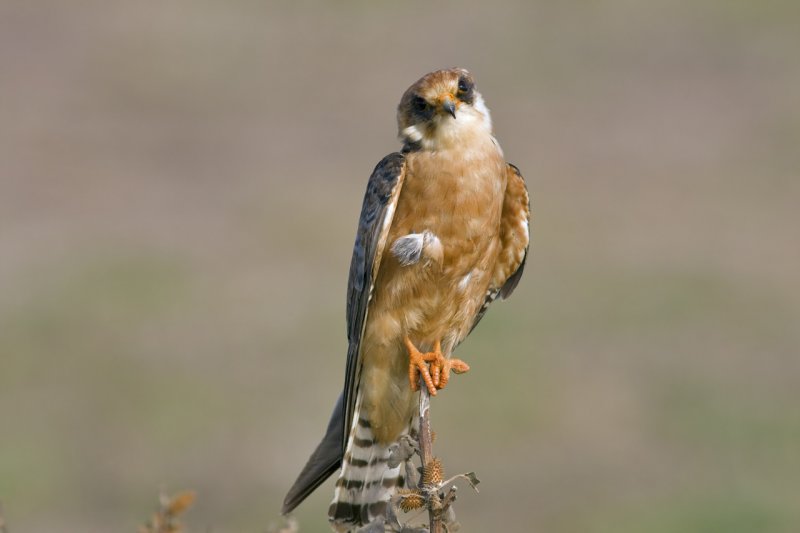 Red Footed Falcon
