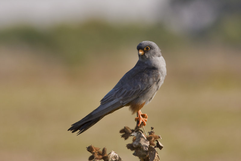 Red Footed Falcon