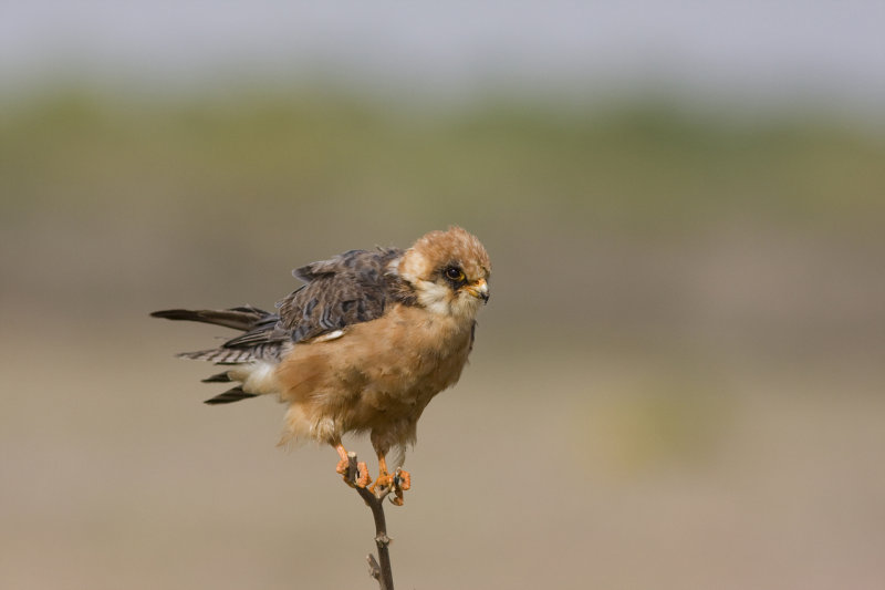 Red Footed Falcon