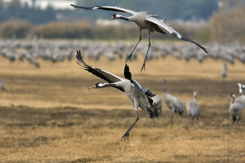 Common crane