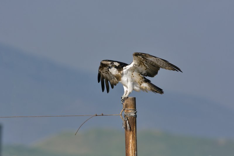 Osprey