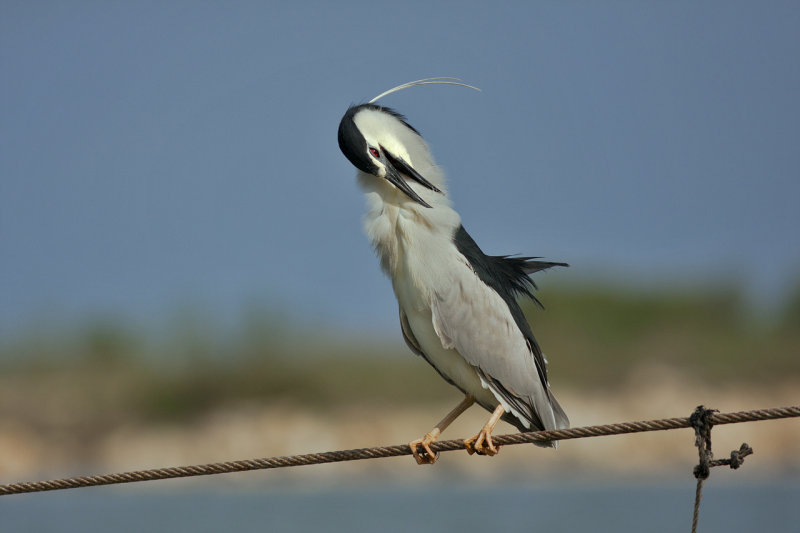 Night Heron