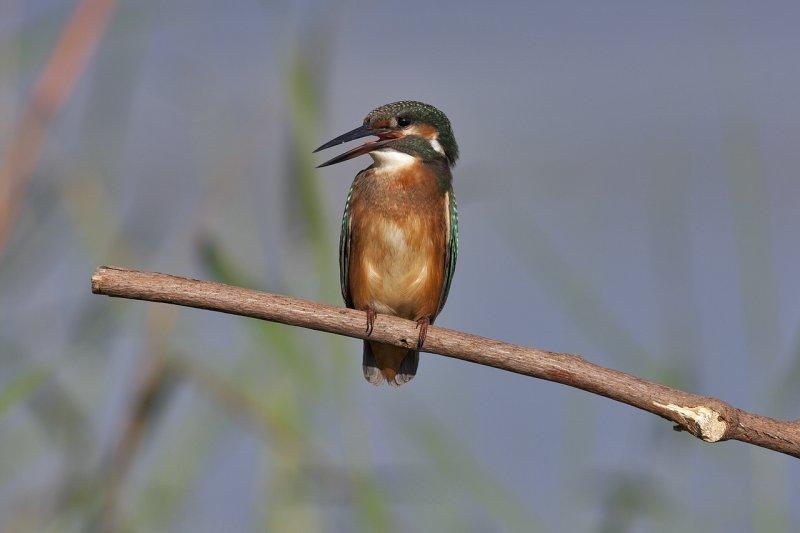 Common Kingfisher