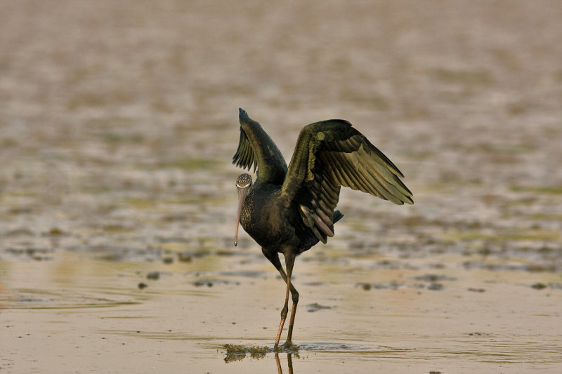 Glossy Ibis