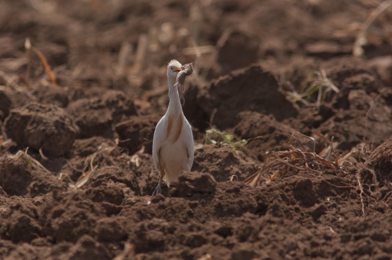 Cattle Egret