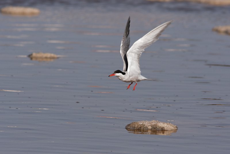 Common Tern