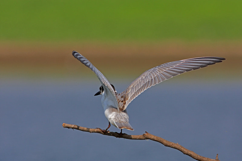 Whiskered Tern