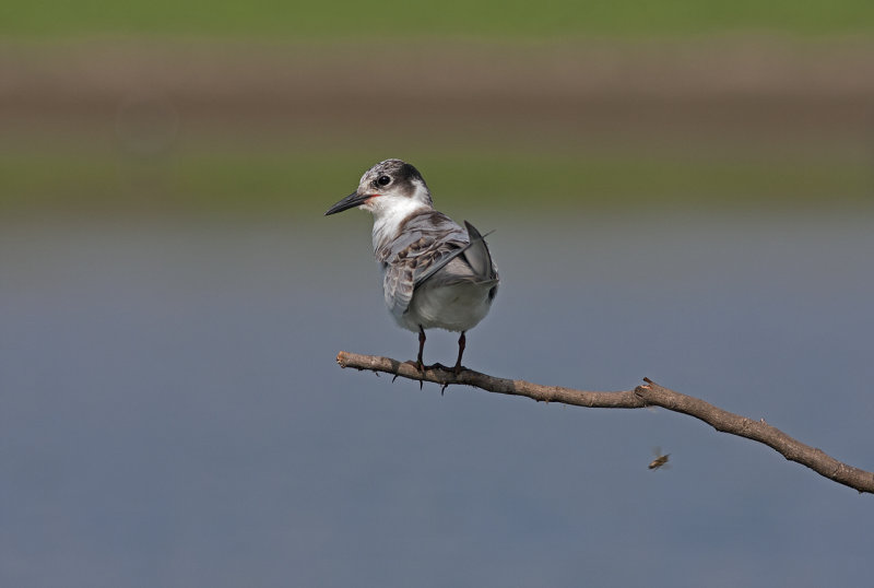Whiskered Tern