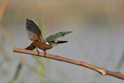 Common Kingfisher