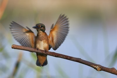 Common Kingfisher