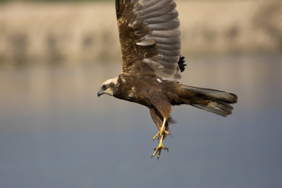 Marsh Herrier