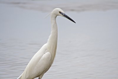 Little Egret