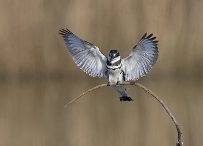 Pied Kingfisher