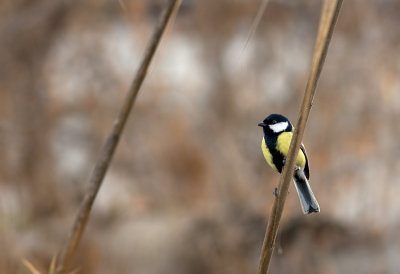 Great Tit