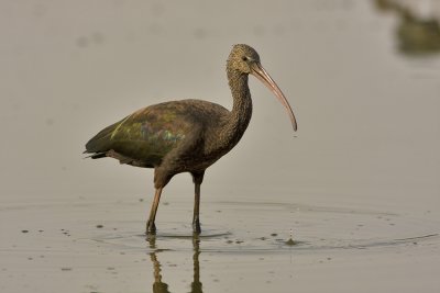 Glossy Ibis