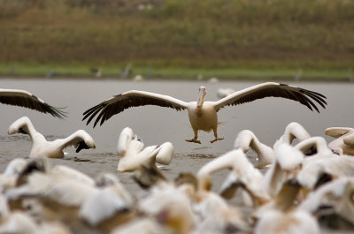 pelican