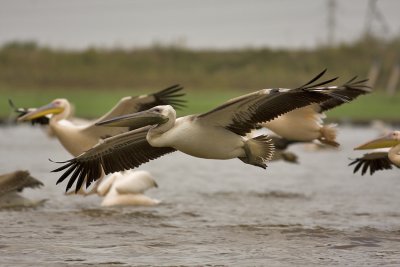 pelican
