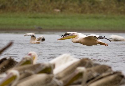 pelican