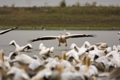 pelican