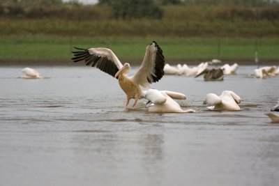 pelican