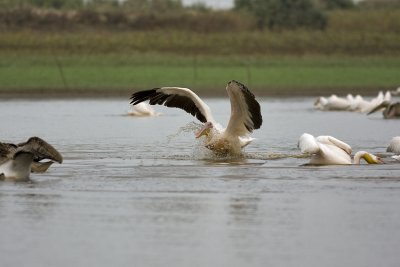 pelican