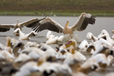 pelican