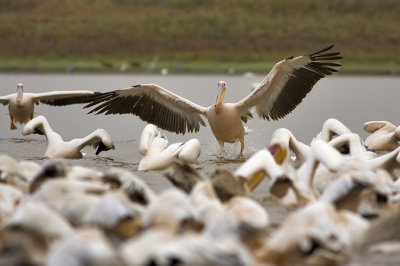 pelican