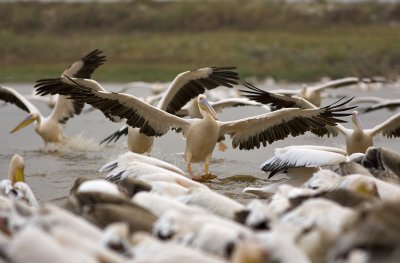 pelican