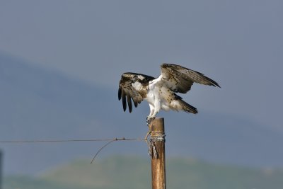 Osprey