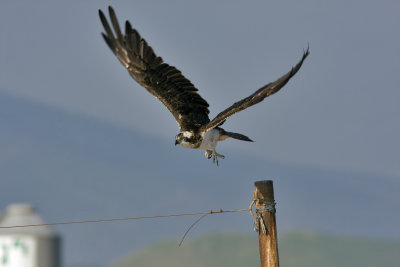 Osprey