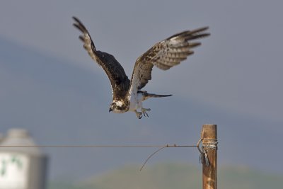Osprey