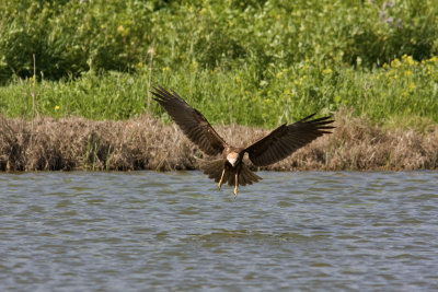 Marsh Herrier