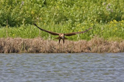 Marsh Herrier