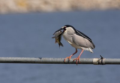 Night Heron