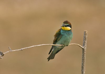 Bee-Eaters
