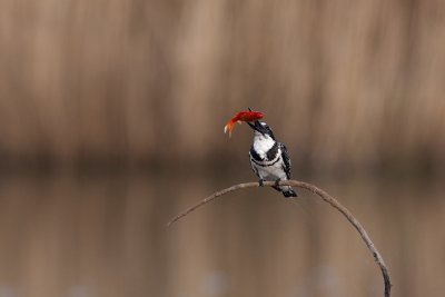Pied Kingfisher