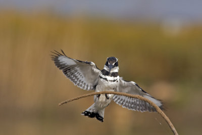 Pied Kingfisher