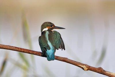 Common Kingfisher