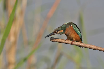 Common Kingfisher