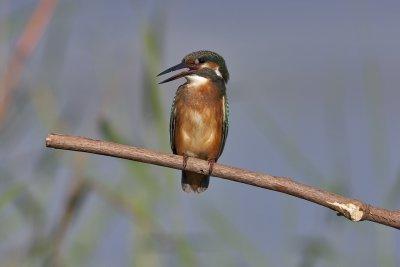 Common Kingfisher
