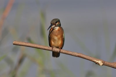 Common Kingfisher