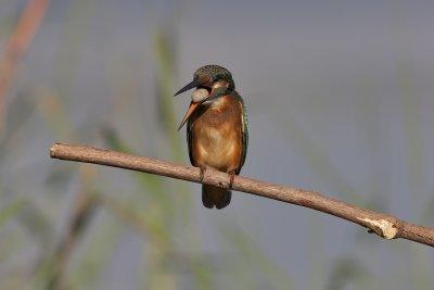Common Kingfisher