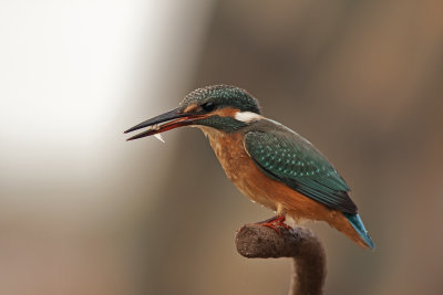 Common Kingfisher