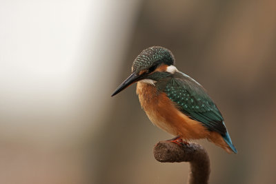 Common Kingfisher