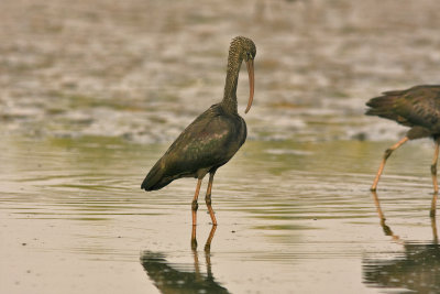 Glossy Ibis