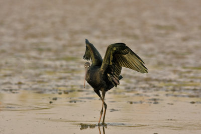 Glossy Ibis