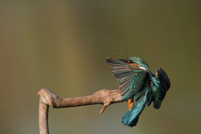 Common Kingfisher