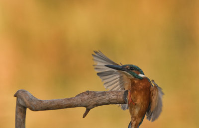 Common Kingfisher