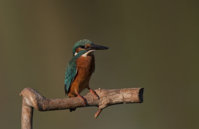 Common Kingfisher