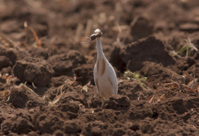 Cattle Egret